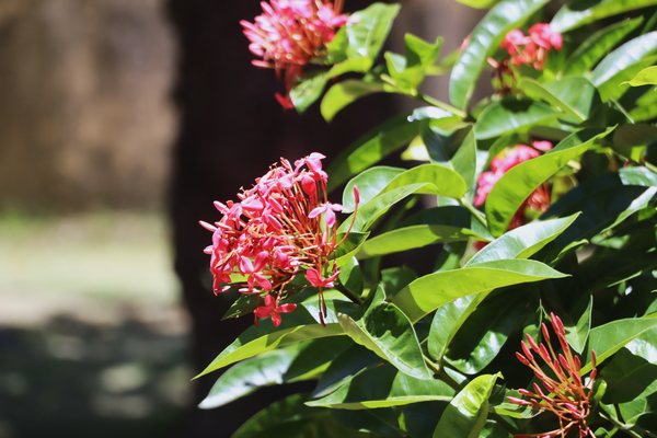 Cor natural 01